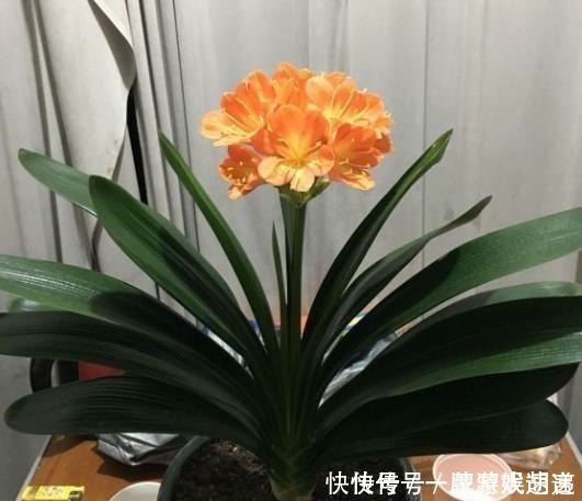 软颗粒|养君子兰有“讲究”，教你几个小技巧，呼呼长叶，棵棵开花