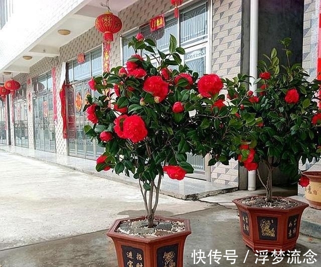 此花卉,是植物界的“万岁爷”,比牡丹还美,花期200多天