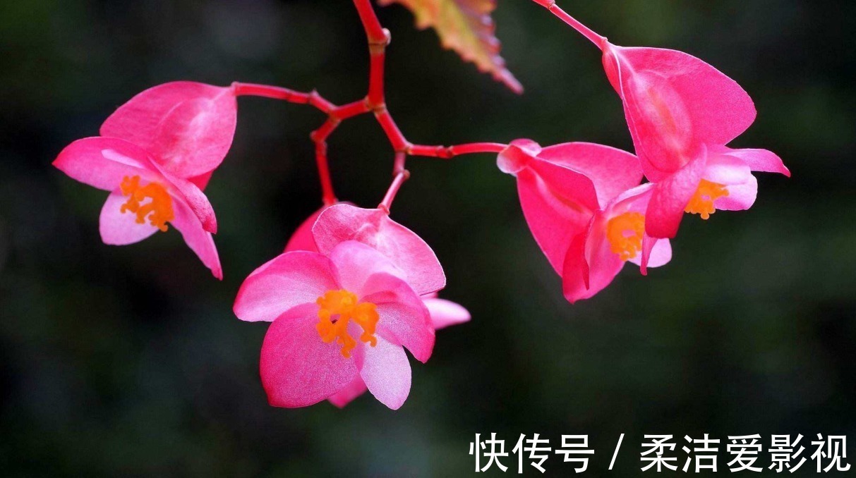 养花就养此3种,四季开花味道香,养护简单不费心,谁养谁喜欢