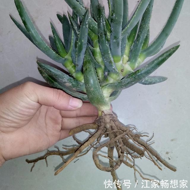 芦荟也能养成“老树桩”，枝干比人高，做菜美容用一年
