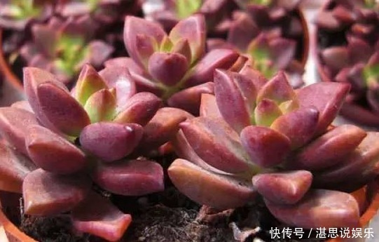 爆盆|此几款多肉植物,随便养养就爆盆,繁殖能力特强,呆萌可爱又好养
