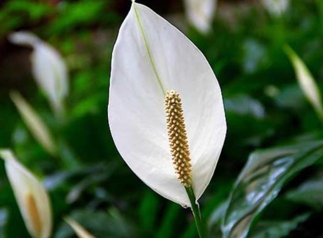 正月二十五，家里不可错过的4种“财运花”，寓意牛年顺风顺水！