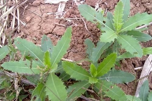 清热解毒|这“野菜”补钙效果好,能清热解毒,却让人很“讨厌”,你吃过吗