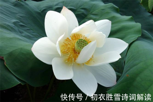 衣裳|诗词夏衣七首:藕丝香且柔,藕丝衫子柳花裙