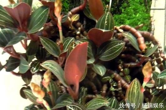 农村长着与金线莲相似的杂草,价值珍贵数量稀少价值不多