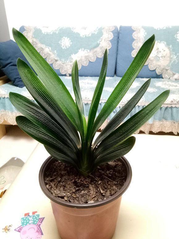 要想君子开花旺，不夹箭，光靠浇水施肥是不够的，小技巧要用上