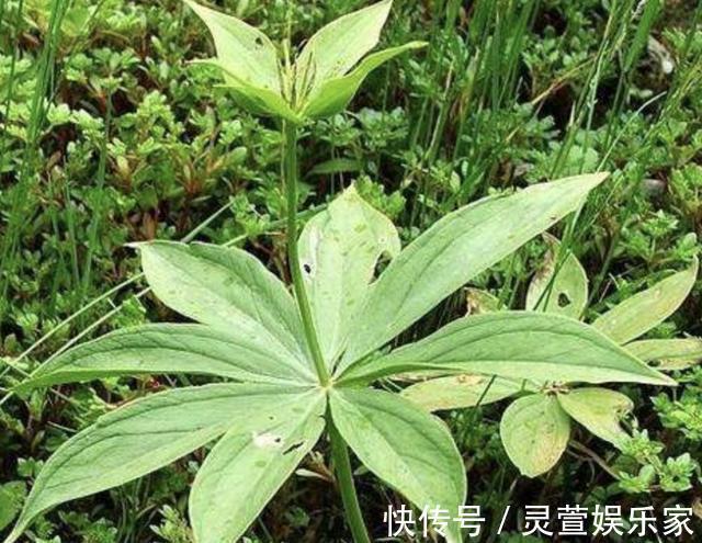 花友们|“珍贵”的1种野草，在竹林里“不显眼”，殊不知，280元1斤