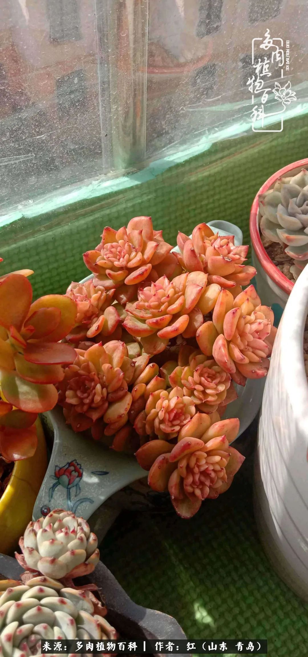 多肉度个夏，回到解放前！曾经有多美，现在就有多丑！