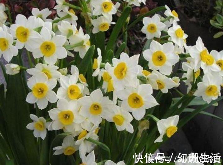 号称女神花的几款花卉,漂亮又好养,沾土就活,越养越爆盆