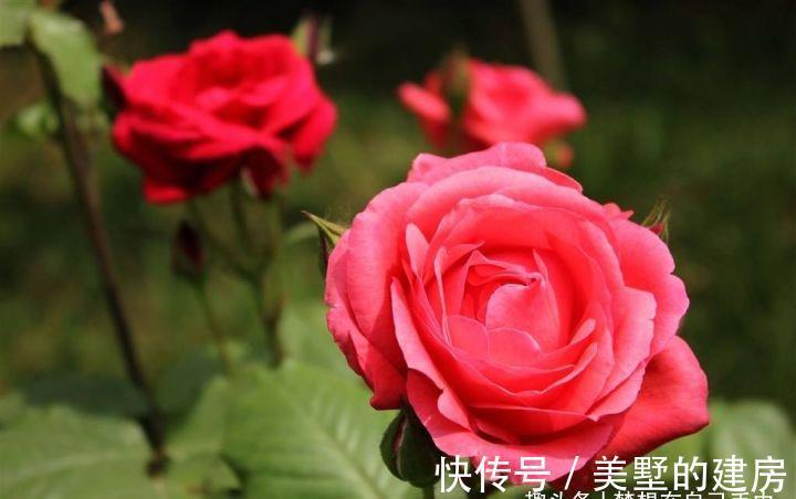 花花草草|原来花花草草也有这么多“雅称”