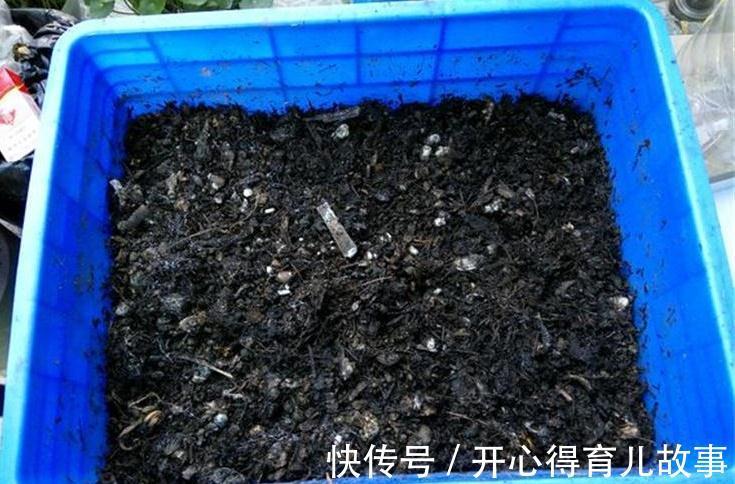 养花干货第七期,让君子兰长得旺的三种好货,你用过吗