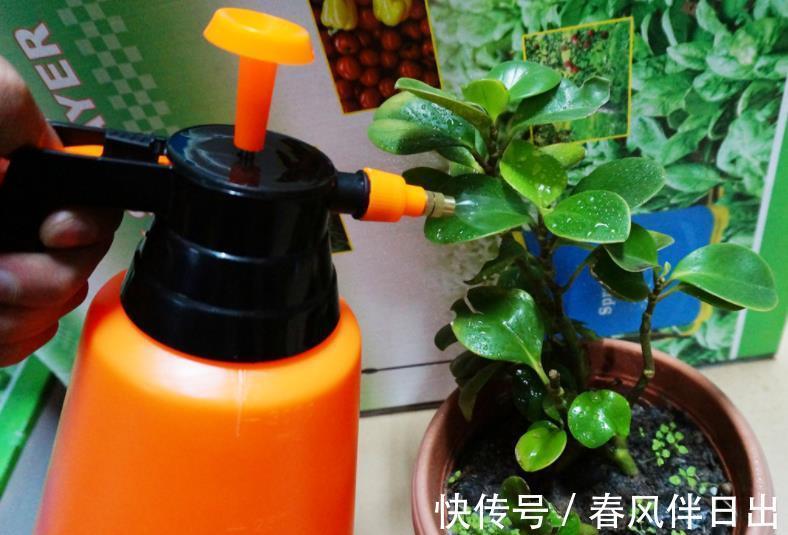 花根|养花人该常备的4样工具