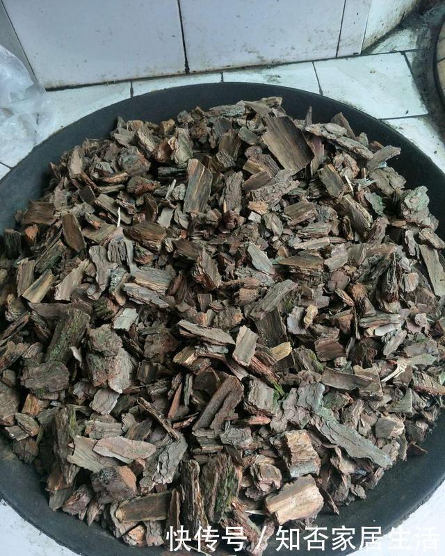 爆盆|这玩意1分钱不值,垫在花盆底,养啥花都旺,蹭蹭长爆盆