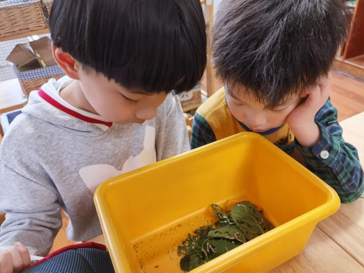 结茧|蚕宝宝是如何从蚕卵里孵化出来的？这群幼儿园娃进行了研究