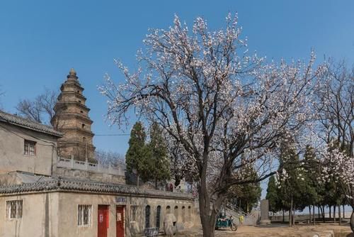 古塔古寨相伴，杏花开遍山野——荥阳千尺塔迎来最美的季节