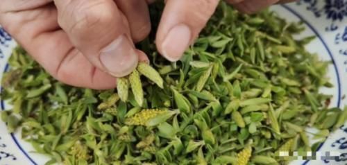 柳树|这种树的嫩芽还能吃?富含多种维生素,身边到处都是,做成菜,香!