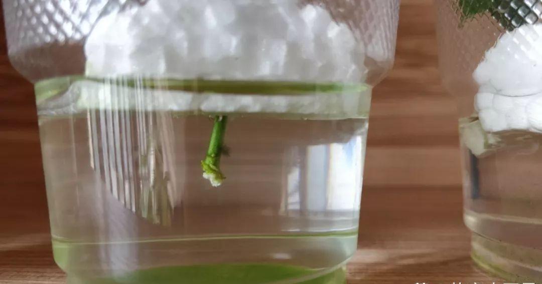 冬天扦插,用了这3种神器,成活率100%