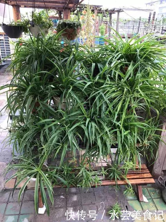 这6种花是“天然净化器”,家中养1盆,潜伏的甲醛也会吸干净!