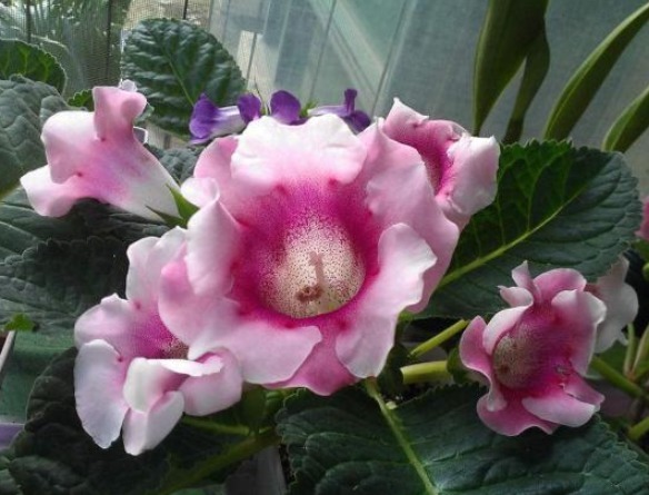 让大岩桐开花多且鲜艳的小秘诀，方法简单，值得收好