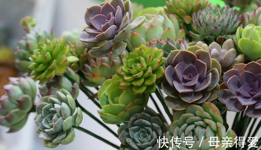 新手种植多肉这样配土,不但不会烂根掉叶,还能服盆好爆盆快