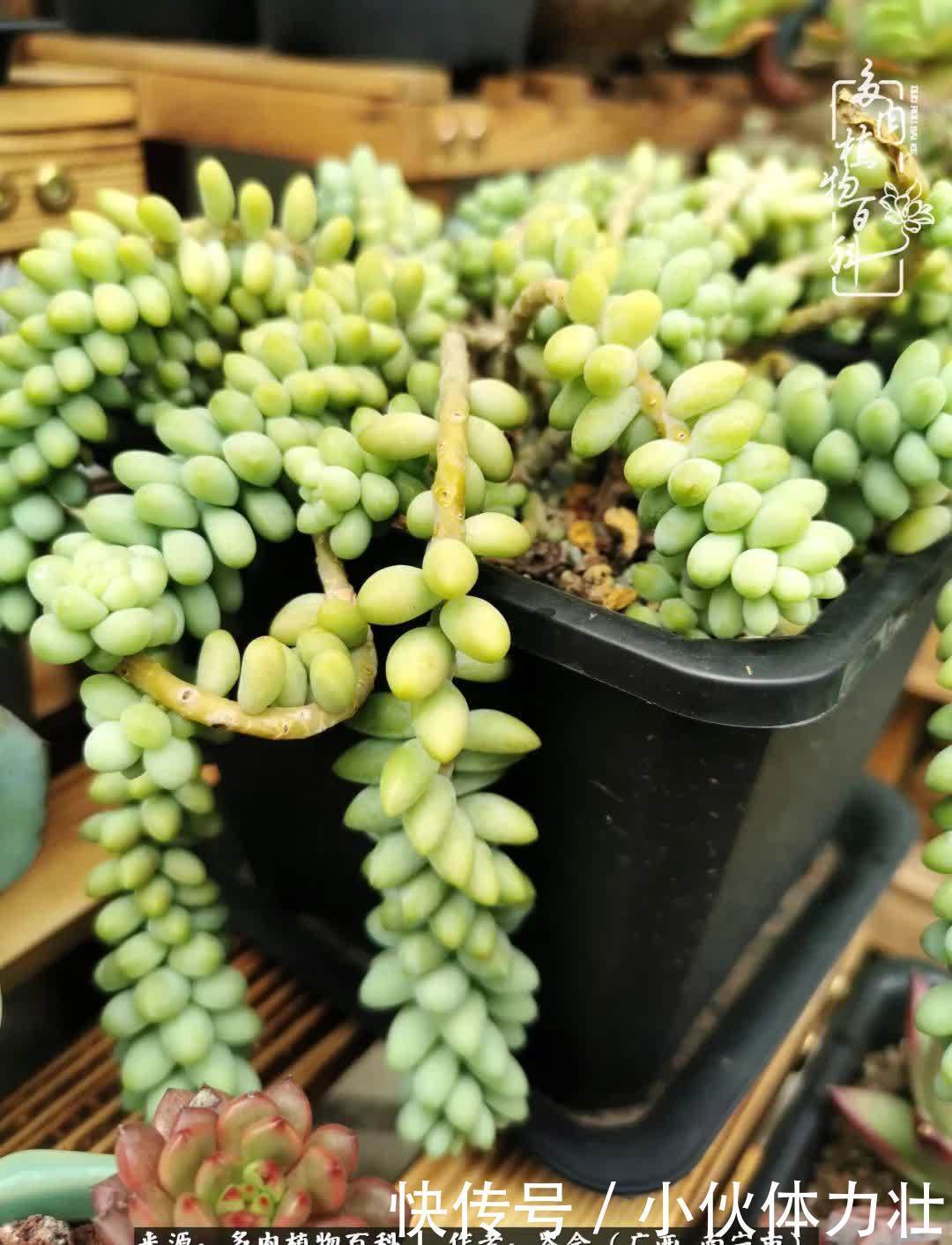 锦晃星|时光不再,人心在,多肉在!