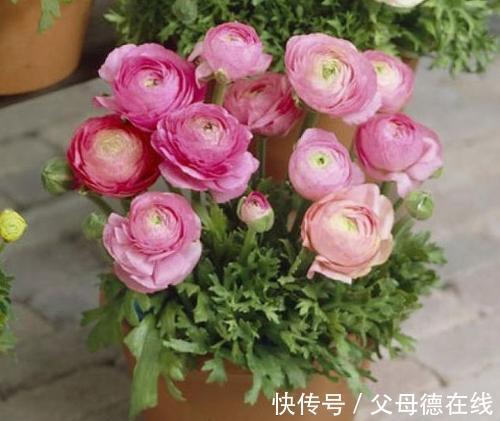 它叫洋牡丹 花毛茛 能与牡丹花相媲美 小白也能种好 粉紫色