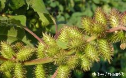 路边|提个醒:在路边见到此果,一定要想办法摘回家,作用非常大