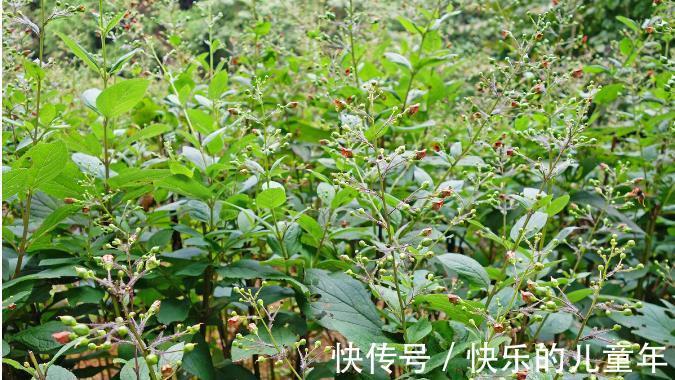 鸦胆子|5年前感染上幽门螺杆菌，老中医教会他认识了这10种草，受益终身