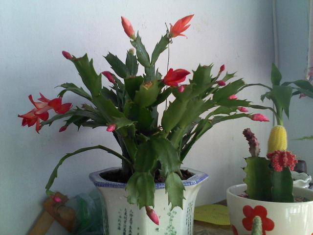 “嘴馋”的蟹爪兰,就喜欢2种酸,浇一点蹭蹭长,花期早开花