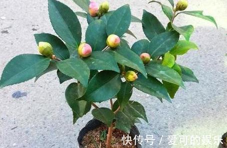 冬季扦插2种花，剪个枝插盆里，学会此样做，来年长势凶