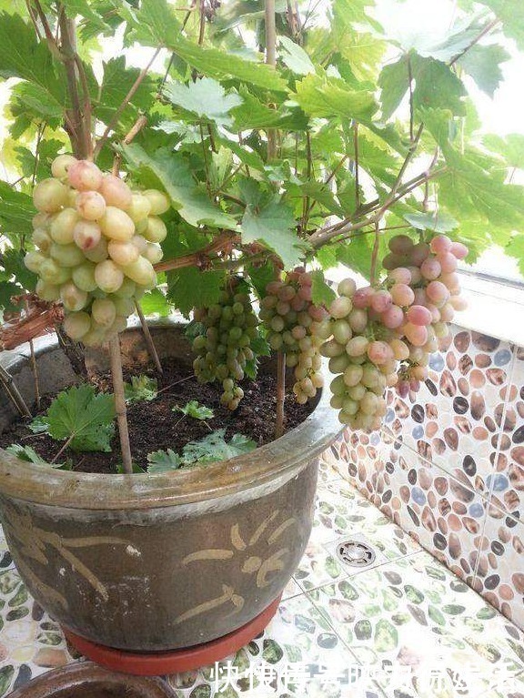 阳台上|这几种能在阳台盆栽的果树,一棵结果全家吃不完,想吃就摘