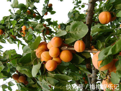 家里院子别光养月季花,种上3棵果树,添子添福,还能随手摘果子