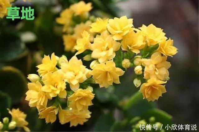 这种花品种多，花型好，养了你就爱上了！