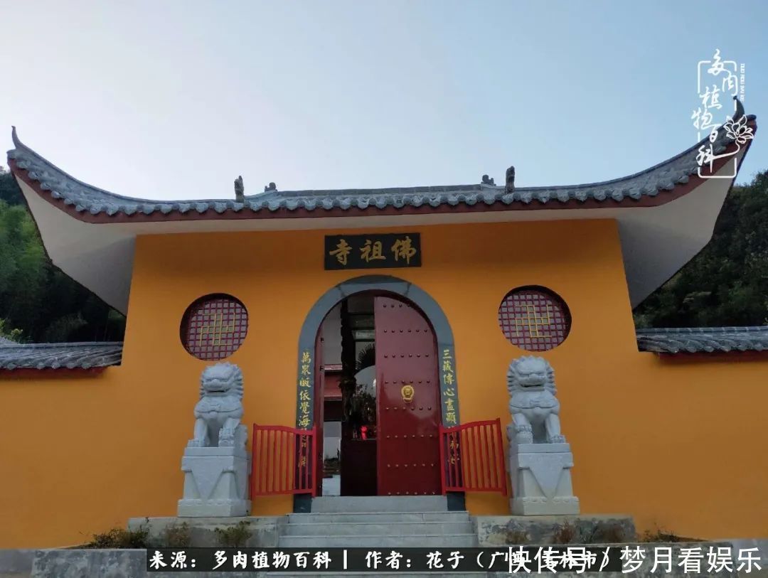 为了爱情|为了爱情来到陌生城市，偶遇多肉，地老天荒的爱恋！