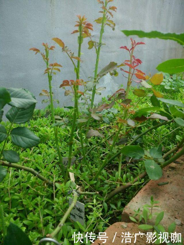 老花匠|独干月季怎么养才会枝繁叶茂开花爆盆老花匠只需一招,长见识了