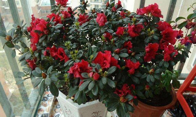 养杜鹃花，记住5点，不掉叶不黑尖，叶绿花多，一次开成大花球！