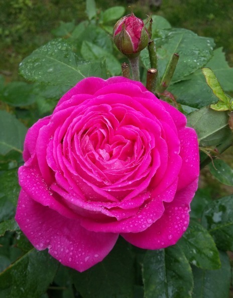 养花|“珍品玫瑰”清澄,花团锦簇,四季常开,可以说养花必备