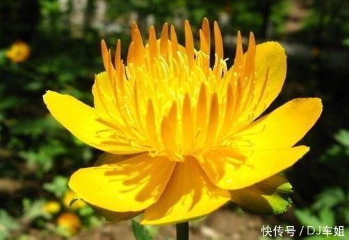 从4月25日开始,家养此款花卉,层层交叠,一年四季开花不断