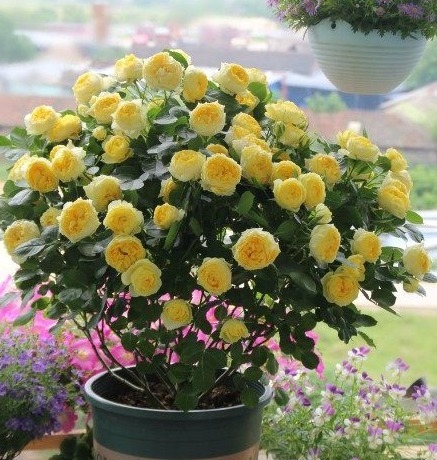 最适合养在阳台的花卉！花期长花量大！仙气十足，香味飘满室！