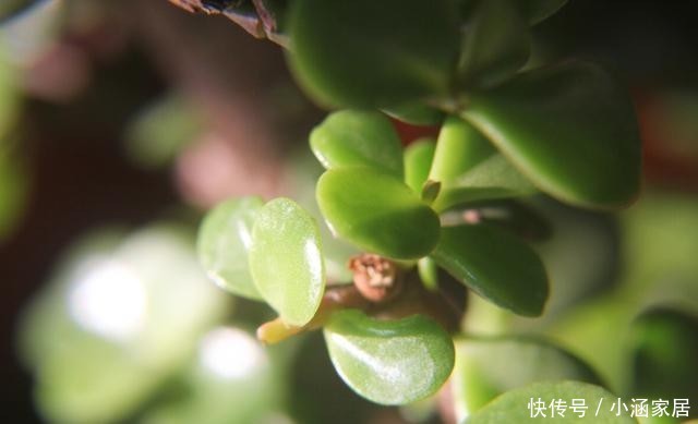 扦插|金枝玉叶如何扦插?简单这几步,一棵变多棵