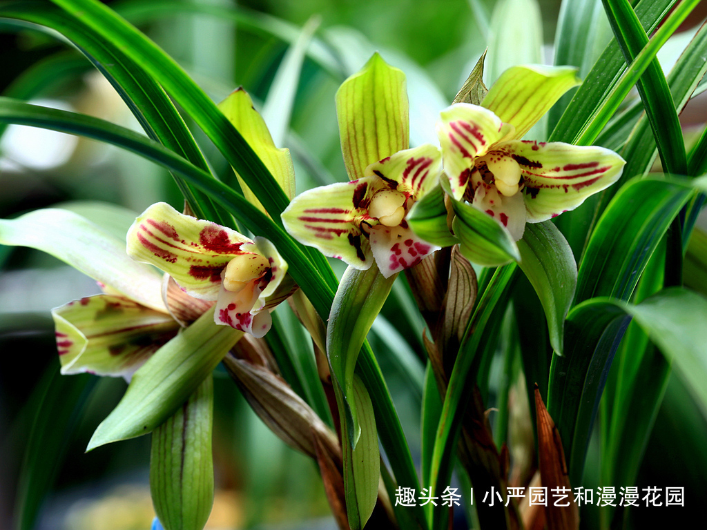 兰花只长叶不开花三大原因一一解决,让它花开爆盆!