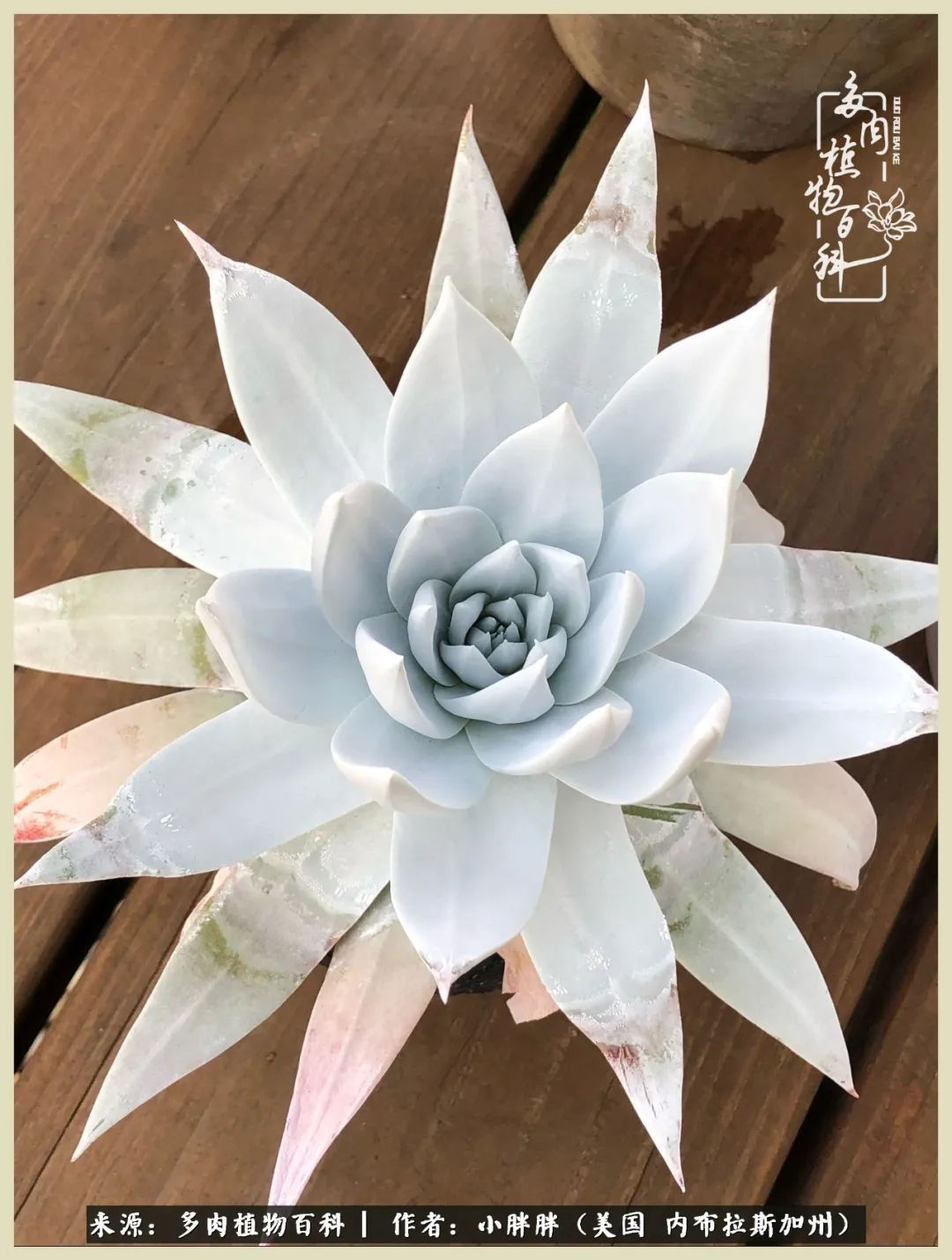 百科|这多肉对比图太上头了！小白鄙视链奋斗记之咸菜干也有春天！