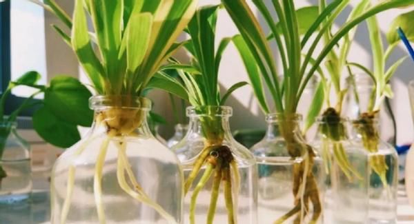 养花会用到这3种药,所以过期了也别丢弃