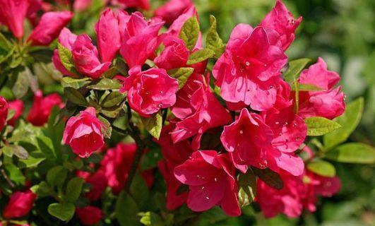 直射光|农历5月初9开始，最适合养这些花，花期一到开不停歇，疯长不停