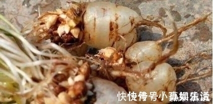 城里人|土地里拔出来透明食物,农村人表示认识,城里人表示没见过