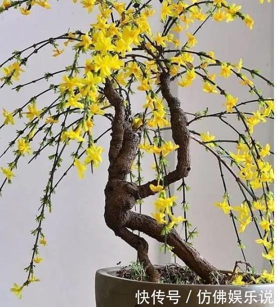 花朵|4种花好养又漂亮,花朵大花期长,漂亮又好养,越养越“值钱”