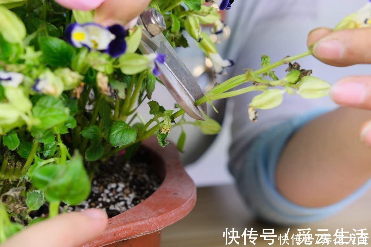 花店老板绝不外传的5个养花小技巧，简单实用，轻松成为养花高手