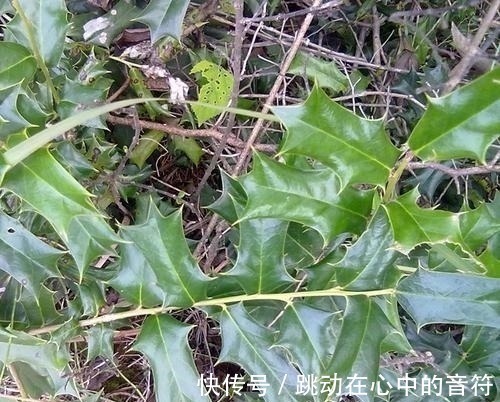 山中|若在山中遇见“它”,请引起重视,别有意破坏,价值高,不允许!