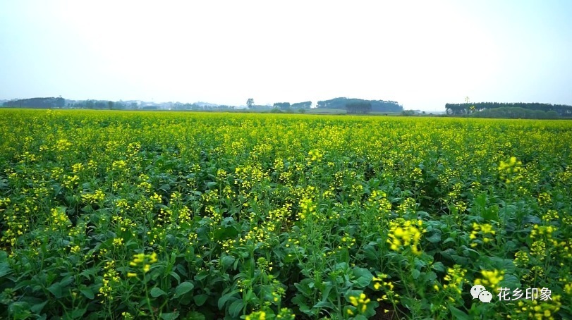 原来你是这样的花！美了春天，肥了田野