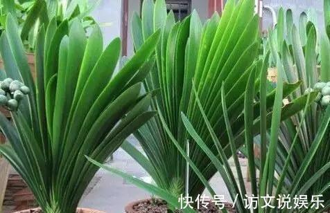 盆栽|养花时,盆里挖个洞,埋上3粒“它”,什么肥都好使